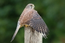 Fem.Kestrel cowling over prey. Sept. '16.