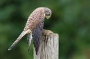 Fem.Kestrel looking down at prey on post. Sept. '16.