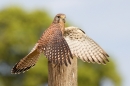 Fem.Kestrel on post,open winged,with prey 3. Sept. '16