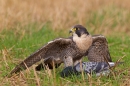 Peregrine with pigeon prey 2. Sept. '16.