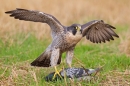 Peregrine with pigeon prey 1. Sept. '16.