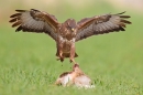 Common Buzzard jumping up from brown hare prey. Apr '17.