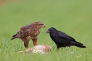 Common Buzzard and carrion crow at brown hare prey. Apr '17.