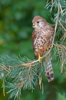 Female Kestrel on pine needle branch. Oct. '17.