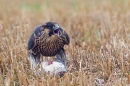 Juvenile Peregrine calling over teal prey. Oct. '17.