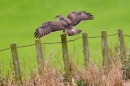 Common Buzzard landing on post. Oct. '17.