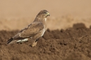 Common Buzzard hunting worms in a field. Apr '19.