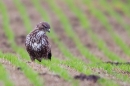 Common Buzzard hunting for worms 5. Jan '20.