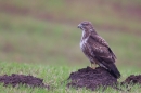 Common Buzzard hunting for worms 4. Jan '20.