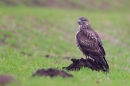 Common Buzzard hunting for worms 3. Jan '20.