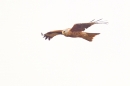 Red Kite in flight. Mar '20.