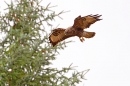 Common Buzzard in flight. Oct. '22.