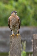 Male Sparrowhawk on fence. Jun. '23.