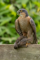 Male Sparrowhawk with sparrow prey on garden fence 2. Jun. '23.