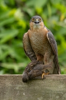 Male Sparrowhawk with sparrow prey on fence 1. Jun. '23.