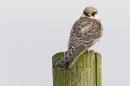 Juvenile Red footed Falcon 2. Sep. '23.