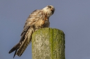 Juvenile Red footed Falcon  1. Sep. '23..