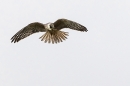 Juvenile Red footed Falcon hunting. Sept. '23.