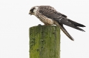 Juvenile Red footed Falcon feeding 2. Sep. '23.