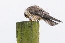 Juvenile Red footed Falcon feeding 1. Sep. '23.