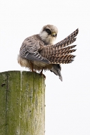 Juvenile Red footed Falcon preening 2. Sep. '23.