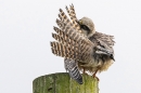 Juvenile Red footed Falcon preening 1. Sep. '23.