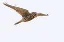 Female Kestrel hovering. Feb. '24.