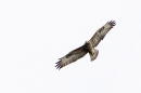Common Buzzard in flight. Aug. '24.