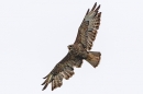 Buzzard in flight calling. Aug. '25.