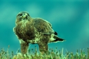 Buzzard with rabbit prey.