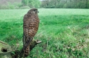 Female Kestrel,in habitat.