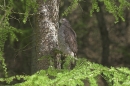 Goshawk in spring larch tree.