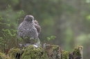 Goshawk stood on grey squirrel prey.