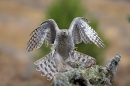 Goshawk coming in to stump.