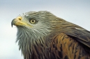 Red Kite,close up.