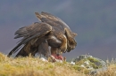 Golden Eagle feeding on mountain hare.