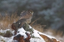 Female Peregrine in the snow.