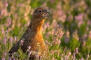 4.Red Grouse,close up and calling,in heather. Sept '10.