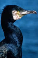 Cormorant,close up.