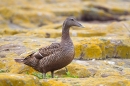 Female Eider. June '11.