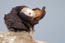 Puffin preening 1. June '11.