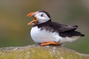 Puffin sat on rock,yawning. June '11.