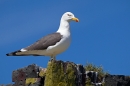 Lesser Black Backed Gull. June '11.
