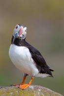 Puffin stood facing,with sandeels. June '11.