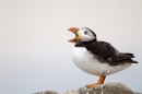 Puffin stood,yawning. June '11.