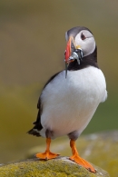 Puffin with sandeels,with raised foot. June '11.