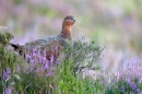 Red Grouse on heather clump,side on. Aug. '11.