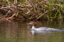 Goosander. Sept. '11.