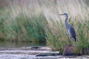 Heron on grassy rock. Sept. '11.