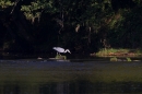 Spotlit Heron 2. Sept. '11.